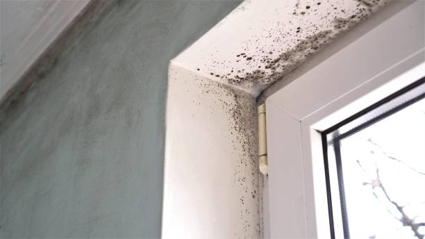 Best Toxic Mold Removal  in Childersburg, AL
