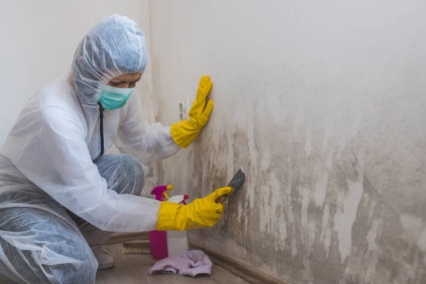 Attic Mold Removal in Childersburg, AL