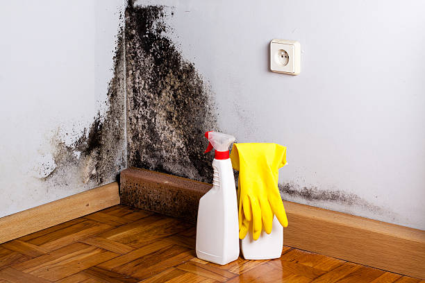 Best Attic Mold Removal  in Childersburg, AL